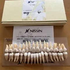 NISSIN 歯牙模型B3-1056253 - メルカリ