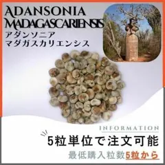 【種子】バオバブ アダンソニア マダガスカリエンシス/セット割あり 数量5粒からのサムネイル