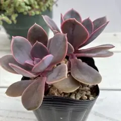 ☆スプリングワンダー×プロリフィカ○古都の葉さん○多肉植物 - メルカリ