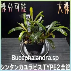 2026年最新】ブセファランドラ シンタンの人気アイテム - メルカリ