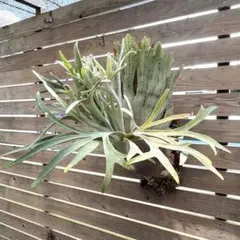 ggggg様 リクエスト 2点 まとめ商品