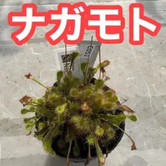 ネイバー様 リクエスト 2点 まとめ商品