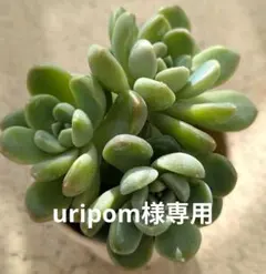 uripom様 リクエスト 2点 まとめ商品