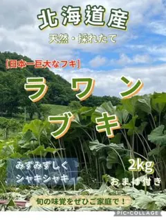 홋카이도 도카치산 천연 일본 최대 버터부키 [라완부키] 2kg
