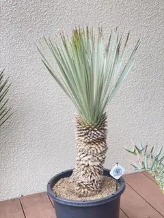 2025年最新】マルデヌベスの人気アイテム - メルカリ