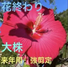 2025年最新】芙蓉 種の人気アイテム - メルカリ