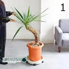 【現品】ユッカ・アロイフォリア　10号　茶鉢（1）