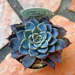 せみせみ様 リクエスト 3点 まとめ商品