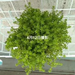 多肉植物　グランドカバー　セダム　マンネングサ　名前不明　モリムラマンネングサ？