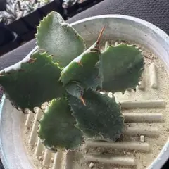 2026年最新】アガベ パラサナ ハイブリッドの人気アイテム - メルカリ