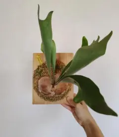十二田植栽P.hillii paopaoP.willinckii tsukiyo - メルカリ
