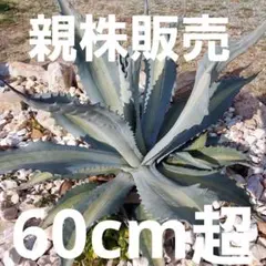 アガベ パリートランカータ 親株 限定値下げ アガベ パリートランカータ パーリー 中株 ドライガーデン 地植え 耐寒