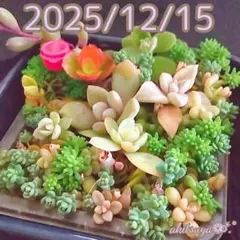月花美人 りんご火祭り 雪影❤四角寄せ植え根付き 多肉植物