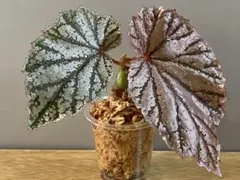 青ベゴニアBegonia phoeniogramma I ❣️ベゴニア原種 B - メルカリ