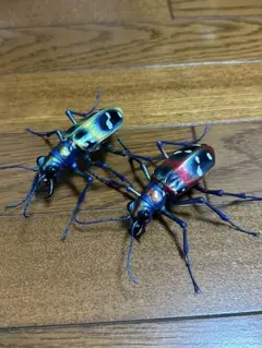 2025年最新】オオエンマハンミョウ 標本の人気アイテム - メルカリ