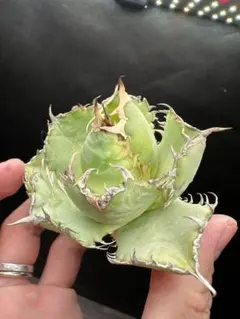 フィリグリー 大株 セール品_8