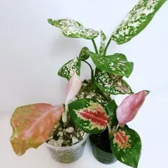 速達付き　アグラオネマ　小株　抜き苗　3種セットのサムネイル