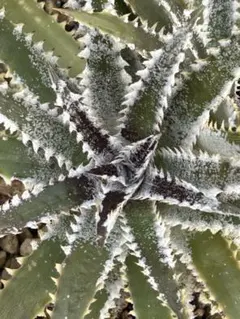 DBディッキア Dyckia Bill Baker hyb #216 ⑶ - メルカリ