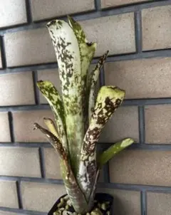 Billbergia Ivory tower 子株付き - メルカリ