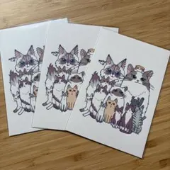 ポストカード3枚セット（猫）