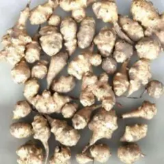 【最終】栄養価の高い みずみずしい 菊芋 900g