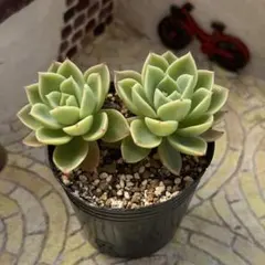 くろミイ様 リクエスト 3点 まとめ商品