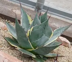 2026年最新】アガベ 親株の人気アイテム - メルカリ