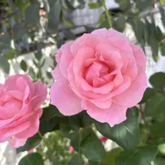 2026年最新】木立バラの人気アイテム - メルカリ