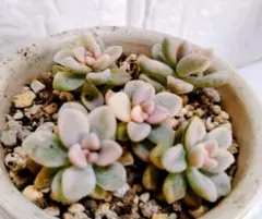 2025年最新】姫秀麗錦の人気アイテム - メルカリ