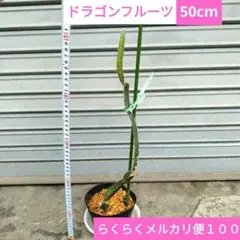 美味しい果実を収穫できます！育苗時間短縮が叶うドラゴンフルーツ長