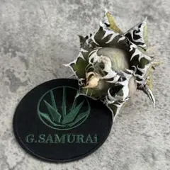 2025年最新】アガベ 海王の人気アイテム - メルカリ