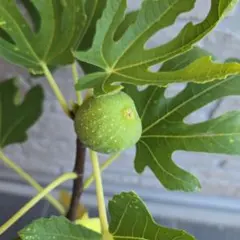 ジャスミン様 リクエスト 2点 まとめ商品