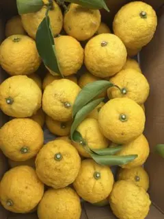 ANRI様 リクエスト 2点 まとめ商品