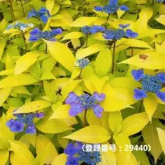 山野草 ヤマシャクヤク(卑弥呼)、実生苗、1株。熊本産。稀代の銘花。E