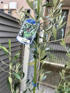 2025年最新】オリーブカラマタの人気アイテム - メルカリ