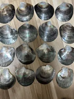 虹色光沢の貝殻 2個セット　黒蝶貝　置物　食器など