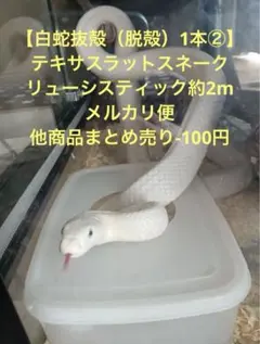 [흰색 뱀 껍질 1개 (껍데기 제거) ②] 텍사스 랫스네이크 루시 스틱 약 2m