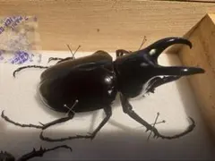 3 HORN RHINOCEROS BEETLE 標本 - メルカリ