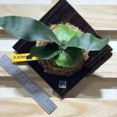 2026年最新】ビフルカツムの人気アイテム - メルカリ