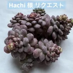 Hachi ⋆⸜ SALE中 ⸝⋆様 リクエスト 2点 まとめ商品
