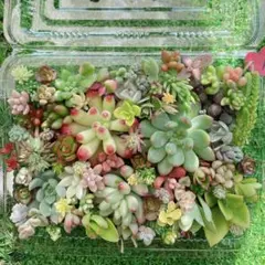 ☆多肉植物　セダムカット苗詰め合わせ①