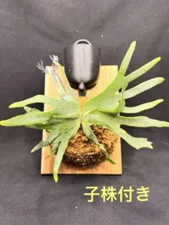 ビカクシダ ペガサス Platycerium 'Pegasus'大株 - メルカリ