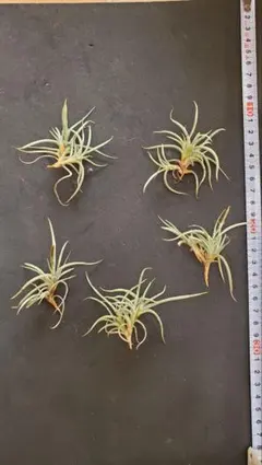 折り師様 リクエスト 8点 まとめ商品