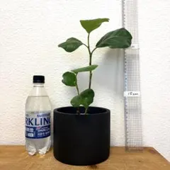 シーグレープ　ハマベブドウ　インテリアグリーン　観葉植物　3号鉢　メルカリ便のサムネイル