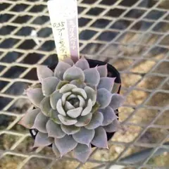 まーば様 リクエスト 2点 まとめ商品