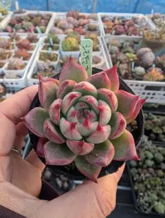 2025年最新】シモヤマコロラータの人気アイテム - メルカリ