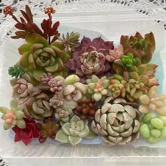 多肉植物 カット苗 詰め合わせ No.7