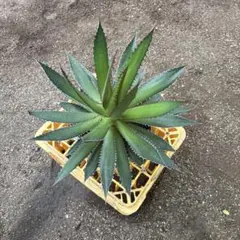 アガベ ホリダ大鉢のサムネイル