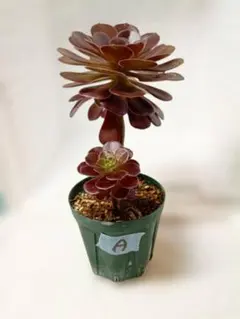 B＊多肉植物 アエオニウム サラダボール 抜き苗1ポット分 ＊ - メルカリ
