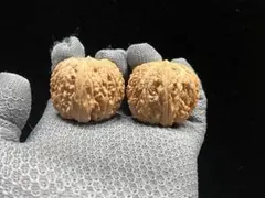 2026年最新】文玩核桃白獅子の人気アイテム - メルカリ